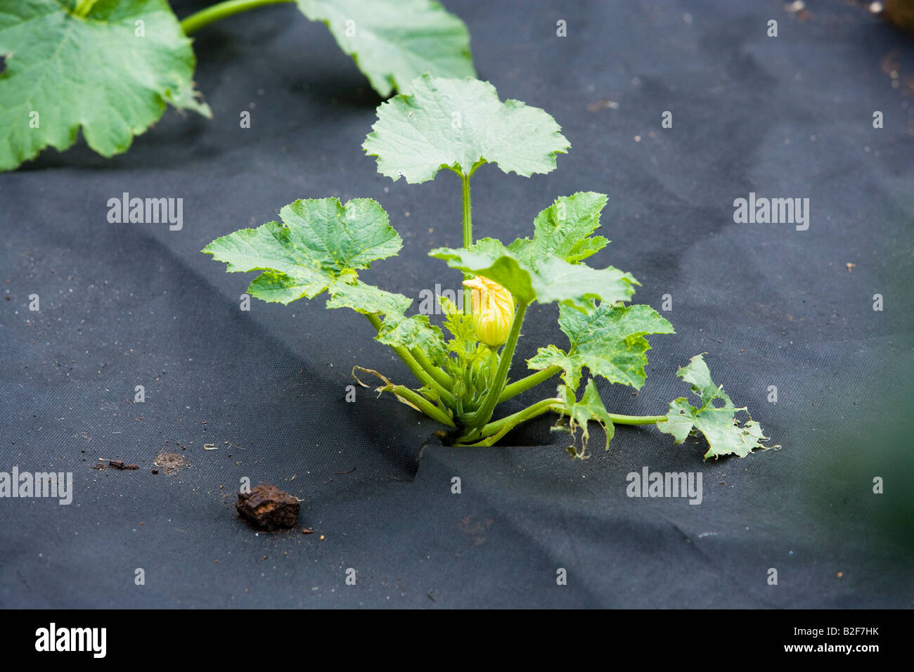 Knochenmark durch Plastikfolien in einem Gemüsegarten angebaut Stockfoto