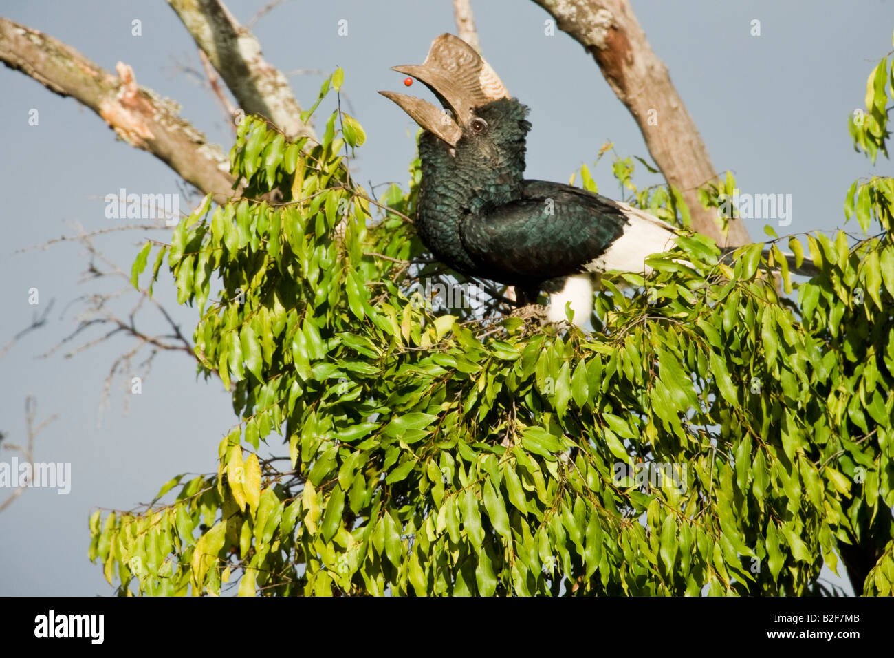 Schwarz und weiß casqued Hornbill Bycanistes subcylindricus Stockfoto