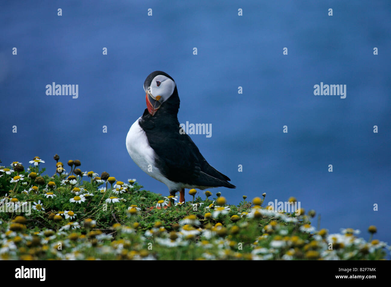 stolz Papageientaucher putzen Federn auf Klippe unter Blumen Stockfoto