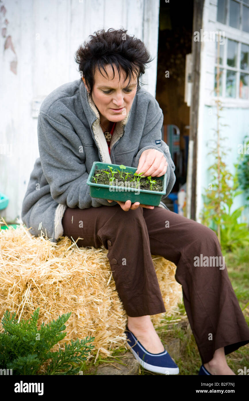 Aldy Gärtner stechen, Sämlinge Stockfoto