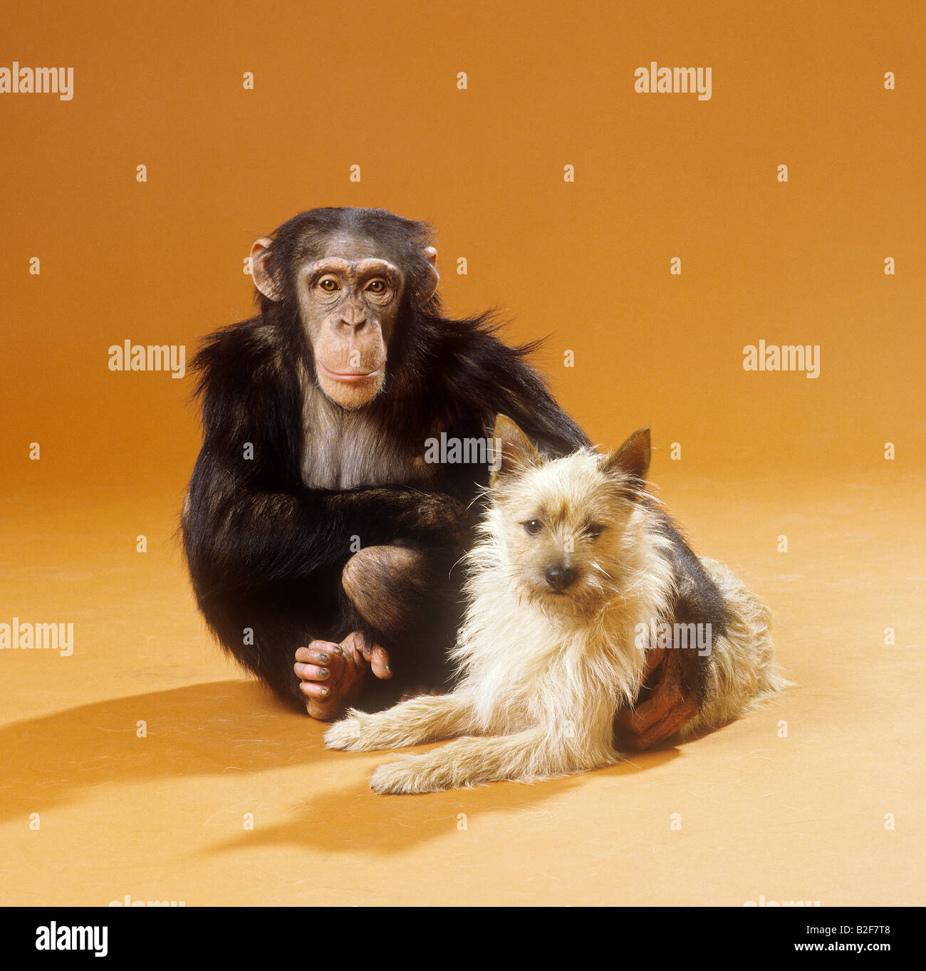 Halber Hund Affe Stockfotos und -bilder Kaufen - Alamy