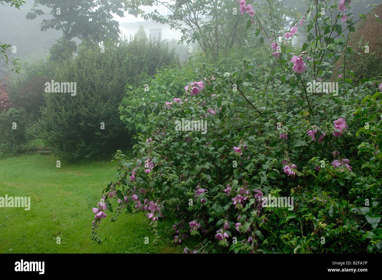 Wind und Regen Schäden an einem blühenden Lavatera Olbia Rosea in einem verregneten Garten Stockfoto