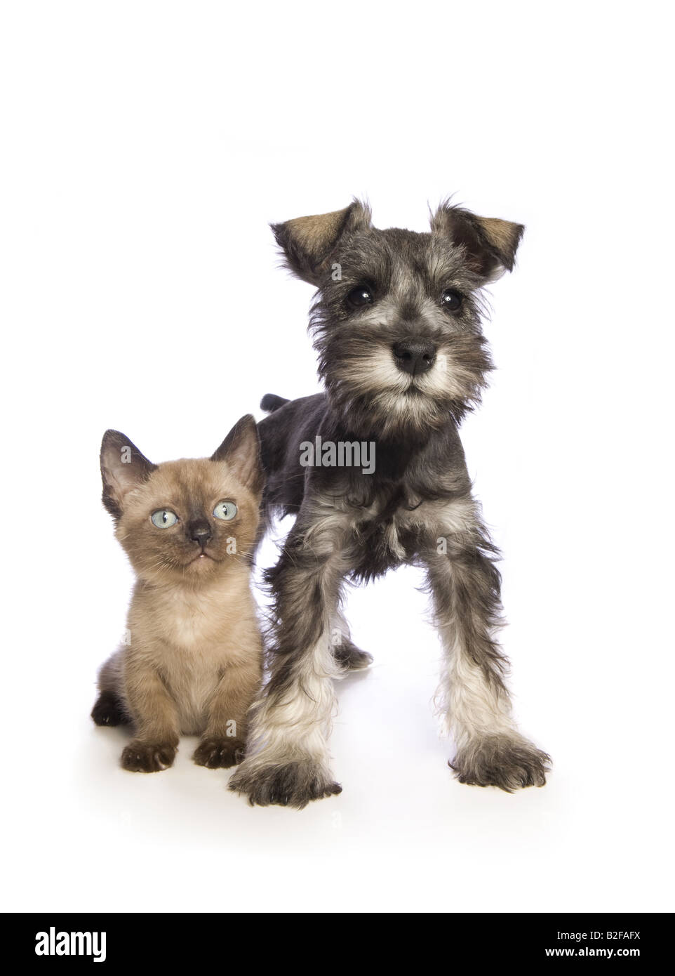 Liebenswerte Zwergschnauzer Welpen mit niedlichen Munchkin Kätzchen isoliert auf weißem Hintergrund Stockfoto Liebenswerte Zwergschnauzer Welpen mit niedlichen Munchkin Kätzchen isoliert auf weißem Hintergrund Stockfoto
