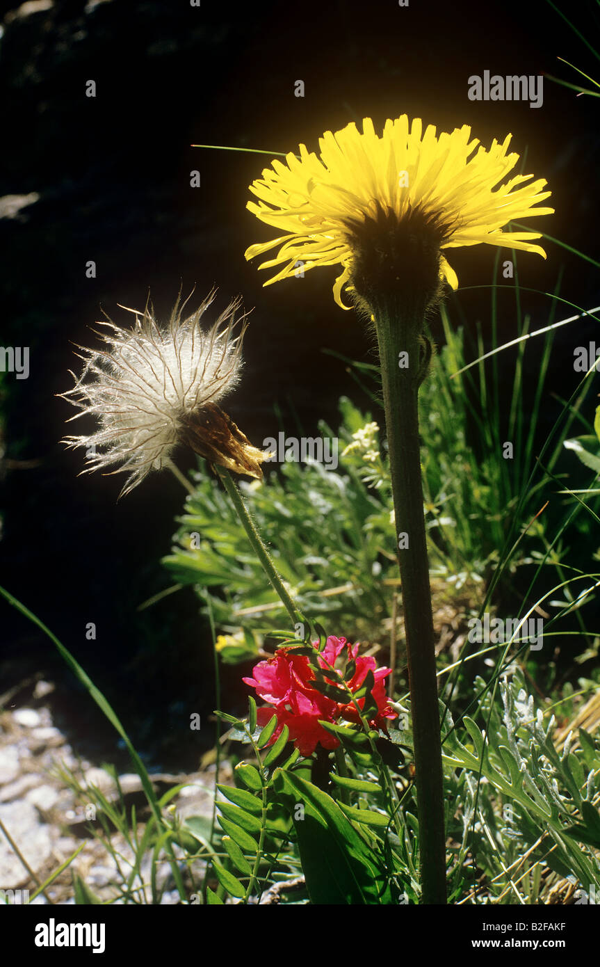 gemeinsamen Löwenzahn / Taraxacum Officinale Stockfoto