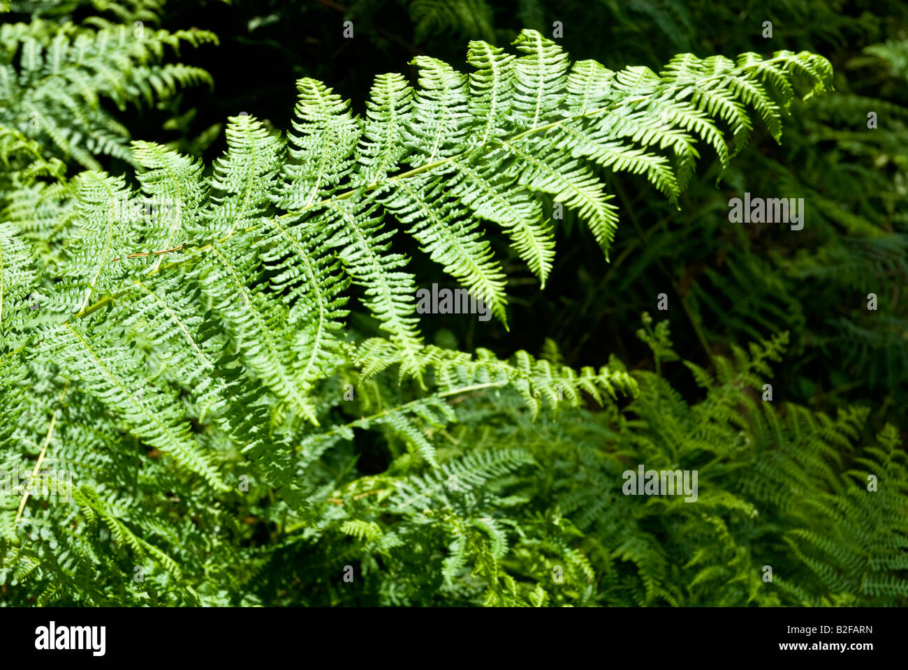 Farne Bracken Flora grün Stockfoto