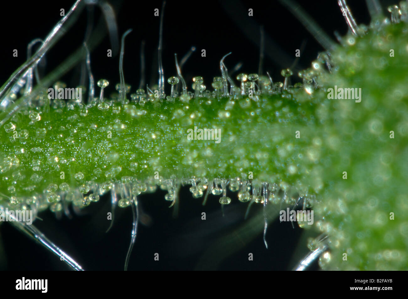 Drüsenhaare oder Trichome auf dem Stamm von einem Gewächshaus Tomaten angebaut Stockfoto