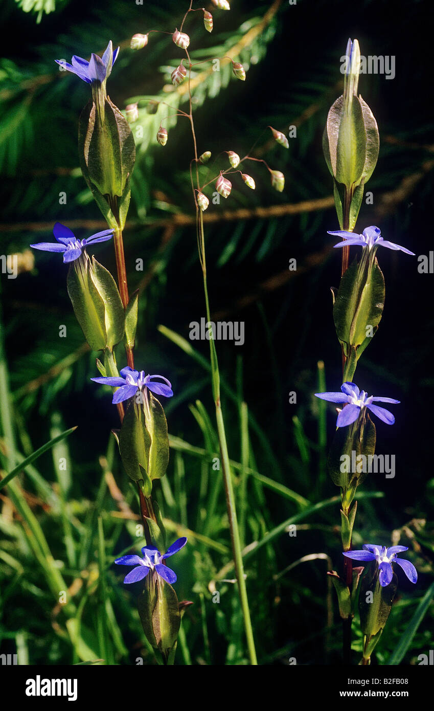 Blase-Enzian / Gentiana Utriculosa Stockfoto