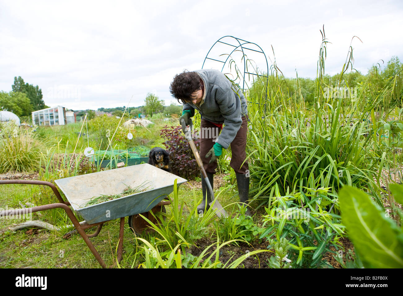 Frau Gärtner Graben in ihrem Gemüsegarten Stockfotografie Alamy