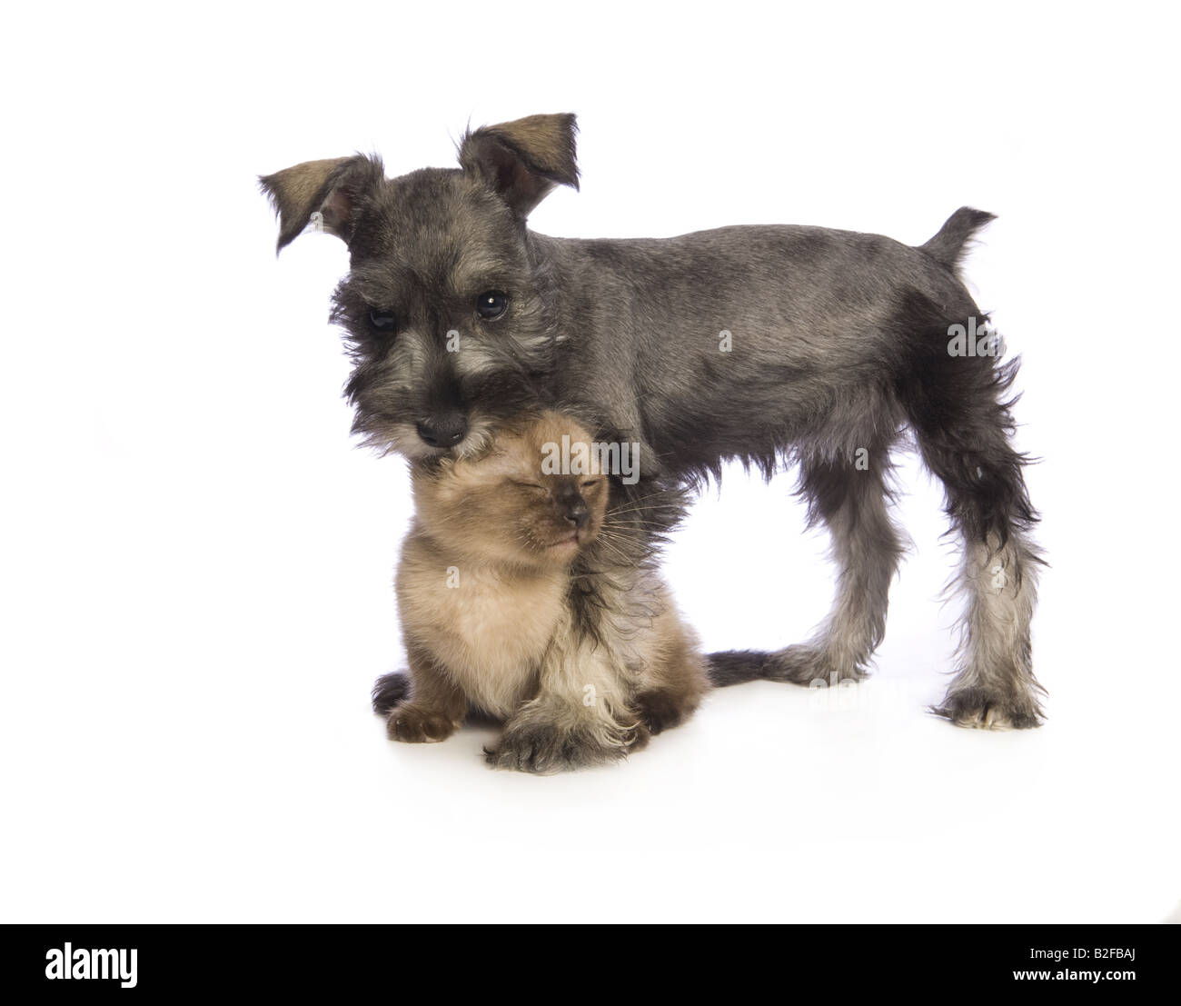 Liebenswerte Zwergschnauzer Welpen mit niedlichen Munchkin Kätzchen isoliert auf weißem Hintergrund Stockfoto Liebenswerte Zwergschnauzer Welpen mit niedlichen Munchkin Kätzchen isoliert auf weißem Hintergrund Stockfoto