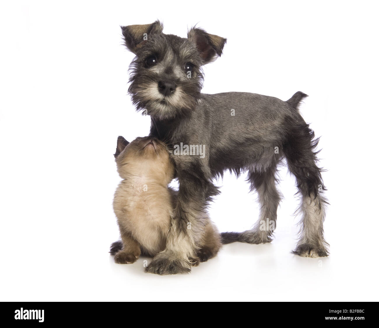 Liebenswerte Zwergschnauzer Welpen mit niedlichen Munchkin Kätzchen isoliert auf weißem Hintergrund Stockfoto Liebenswerte Zwergschnauzer Welpen mit niedlichen Munchkin Kätzchen isoliert auf weißem Hintergrund Stockfoto