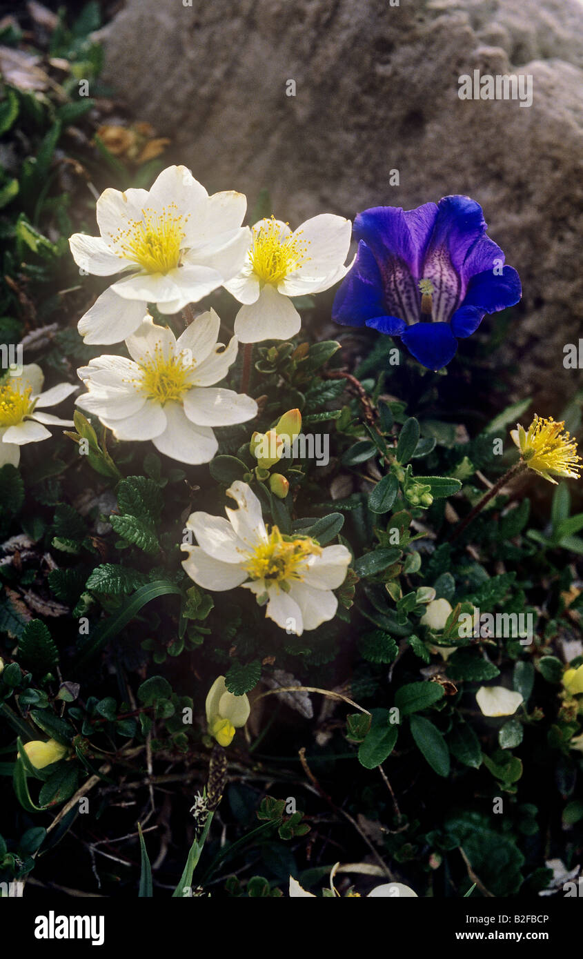 Alpine Enzian und weißen dryas Stockfoto