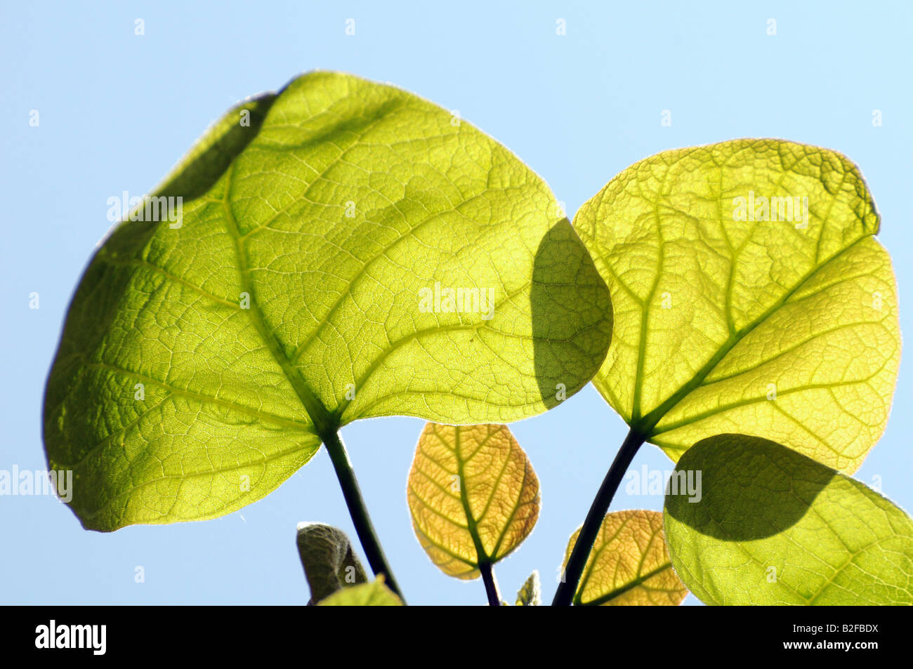 Bean-Baum-Blätter (Catalpa Speciosa) Stockfoto