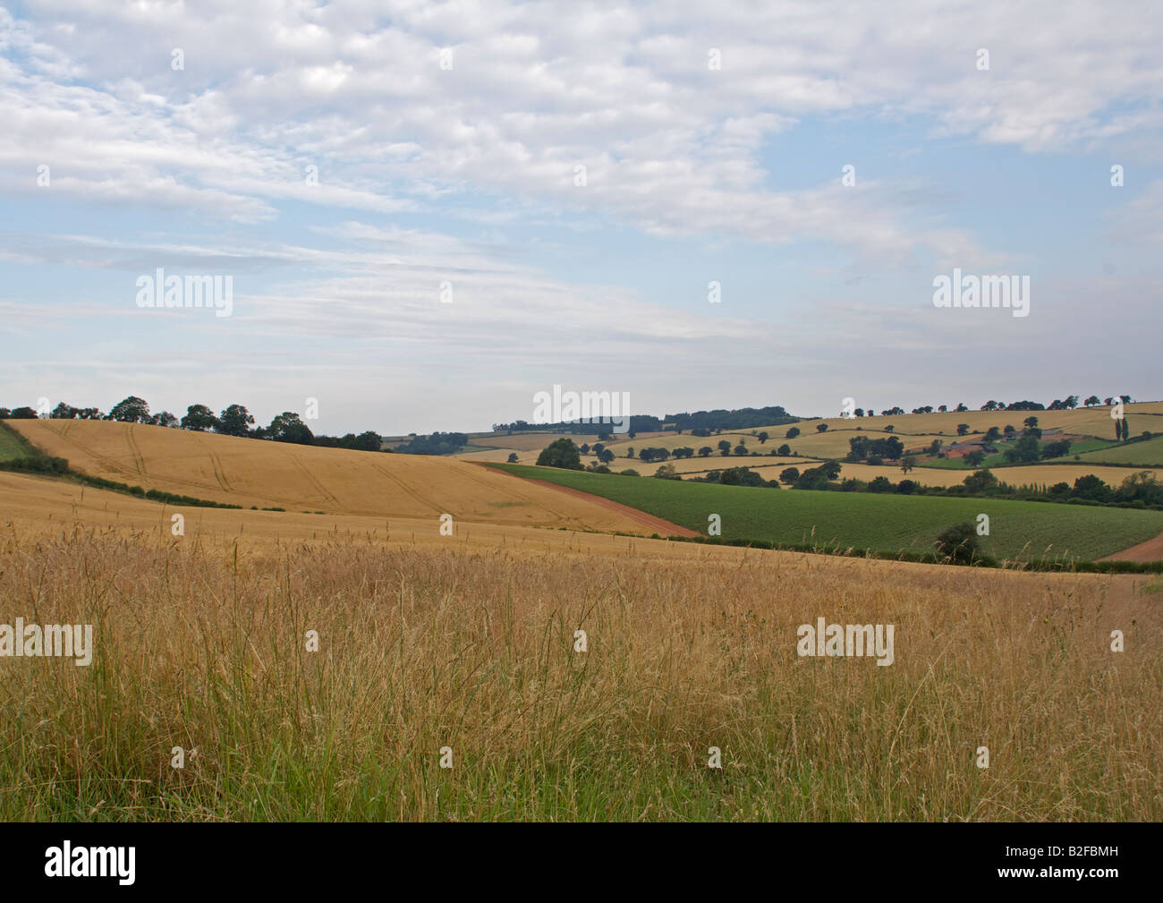 Tal gefüllt mit Feldern von Getreide unter flauschige weiße Wolken Stockfoto