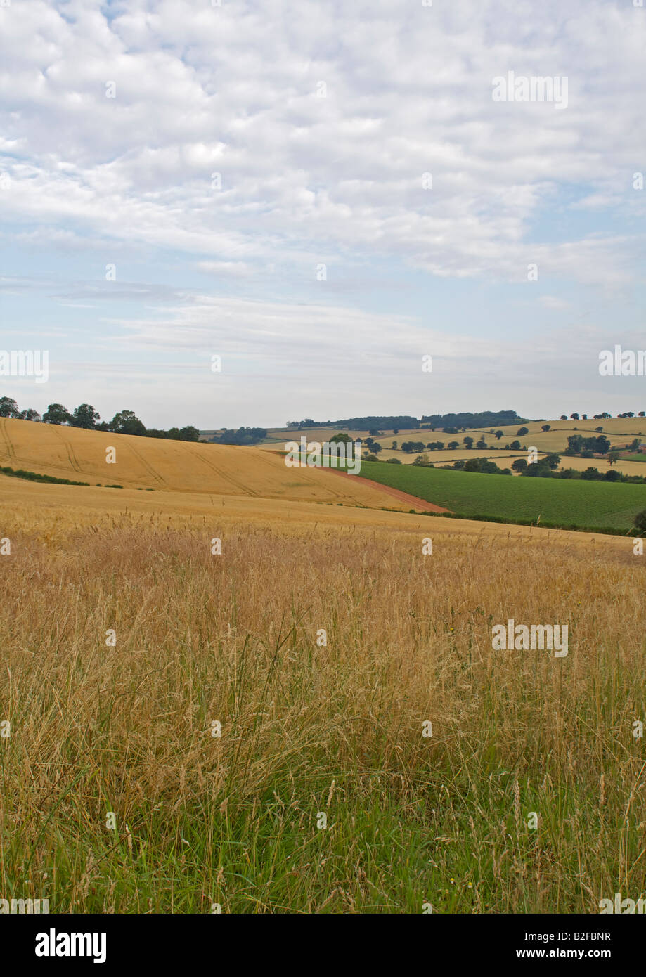 Tal gefüllt mit Feldern von Getreide unter flauschige weiße Wolken Stockfoto