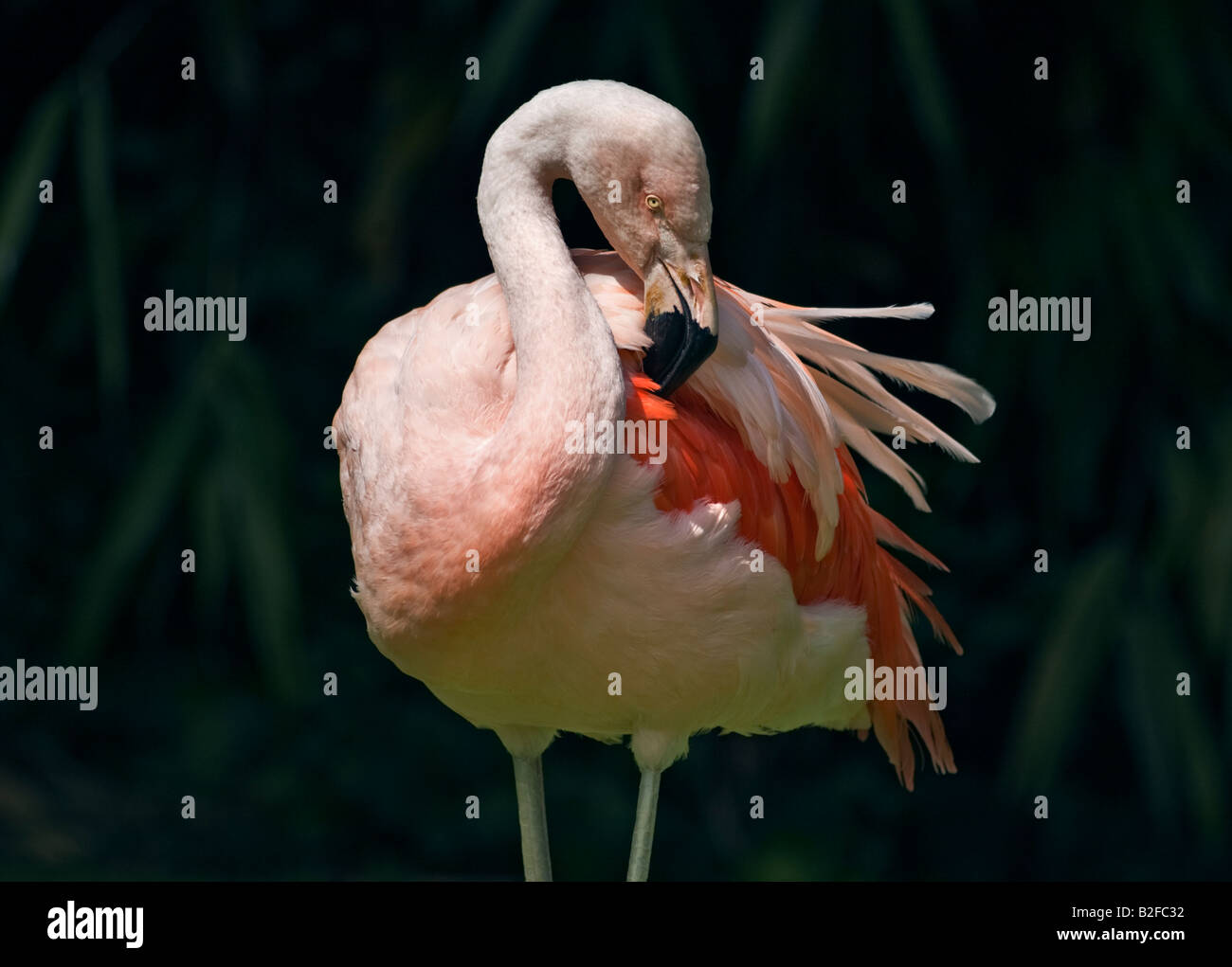 Chilenische Flamingo (Phoenicopterus Chilensis) putzen Stockfoto