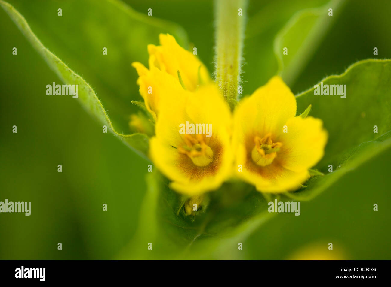 gelben Blüten der Lysimachia. Stockfoto