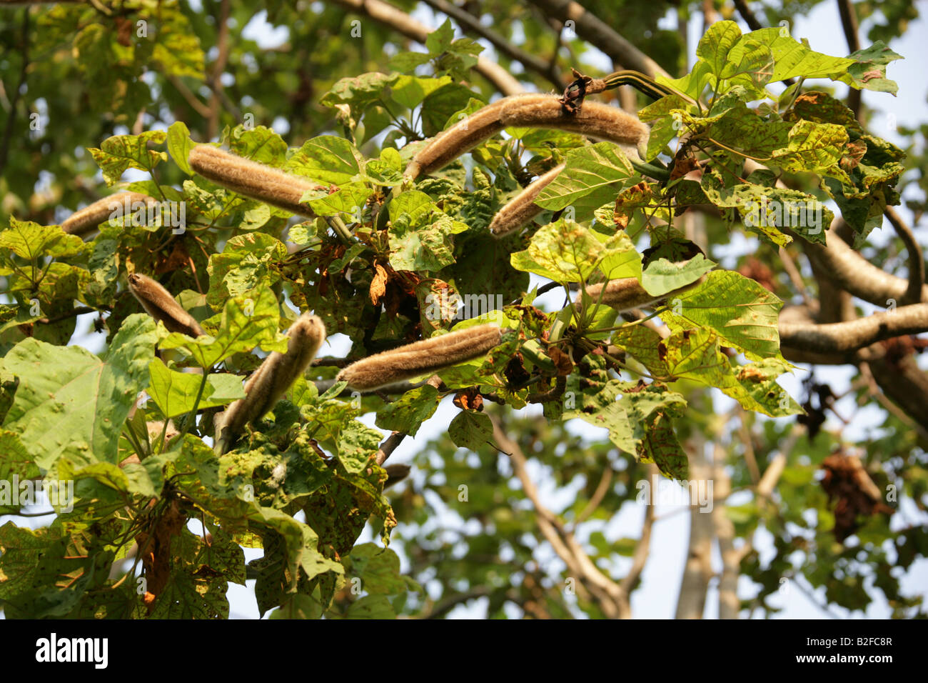 Großer Baum mit langen, braunen pelzigen Samenkapseln wächst um archäologische Stätte Palenque, Staat Chiapas, Mexiko. Stockfoto