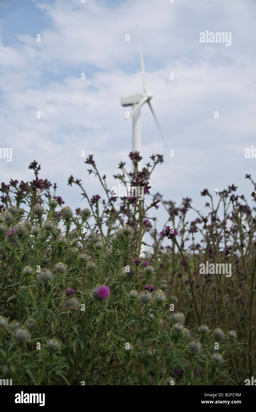Disteln vor einer Windkraftanlage im Besitz von Scottish Power. Stockfoto