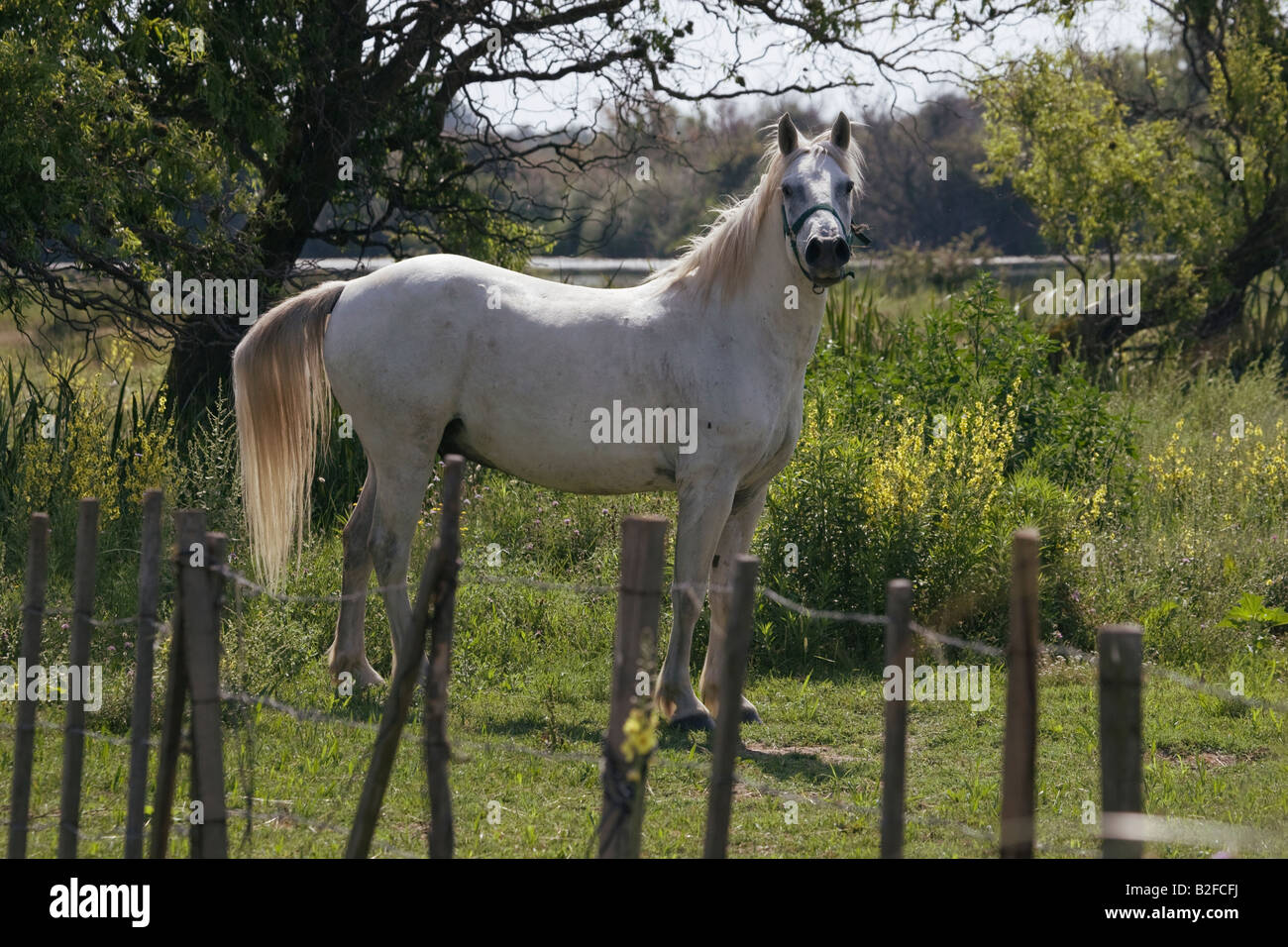 Pferd Camargue Provence Wild Frankreich Französisch kostenlos Stockfoto