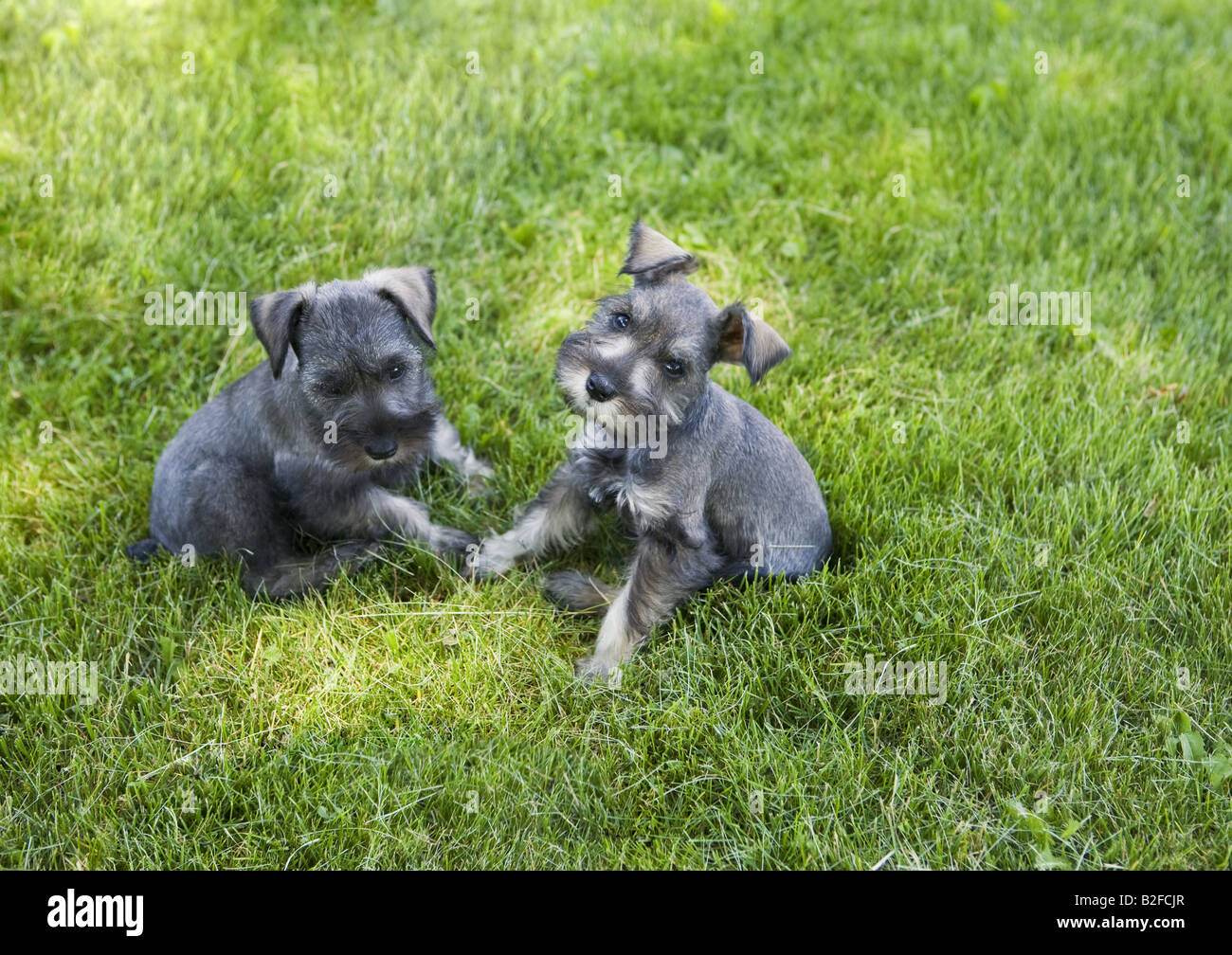 Zwei liebenswerte Zwergschnauzer Welpen im Freien in dem grünen Rasen Stockfoto