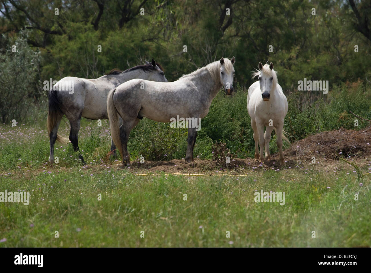 Pferd Camargue Provence Wild Frankreich Französisch kostenlos Stockfoto