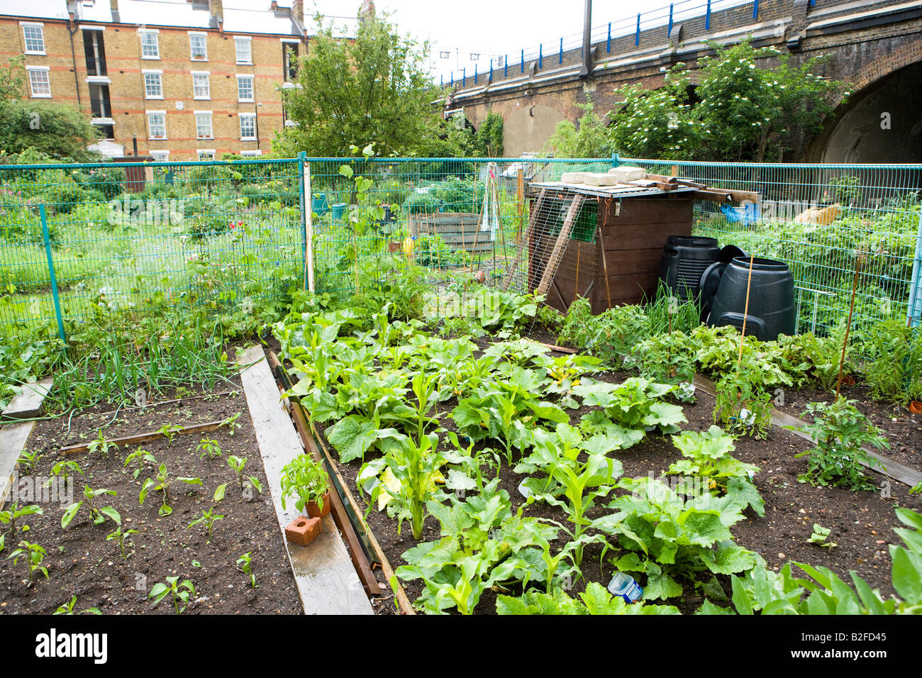 Gemüsegärten auf einer Zuteilung im Londoner Eastend Stockfoto