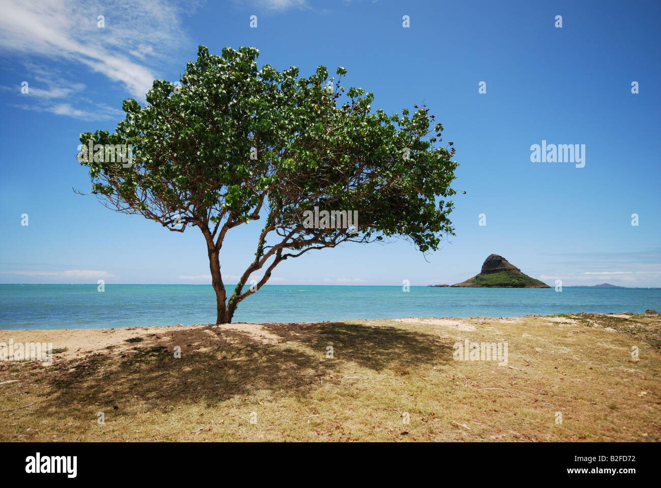 Kualoa Park, Honolulu, Oahu, Hawaii Stockfoto