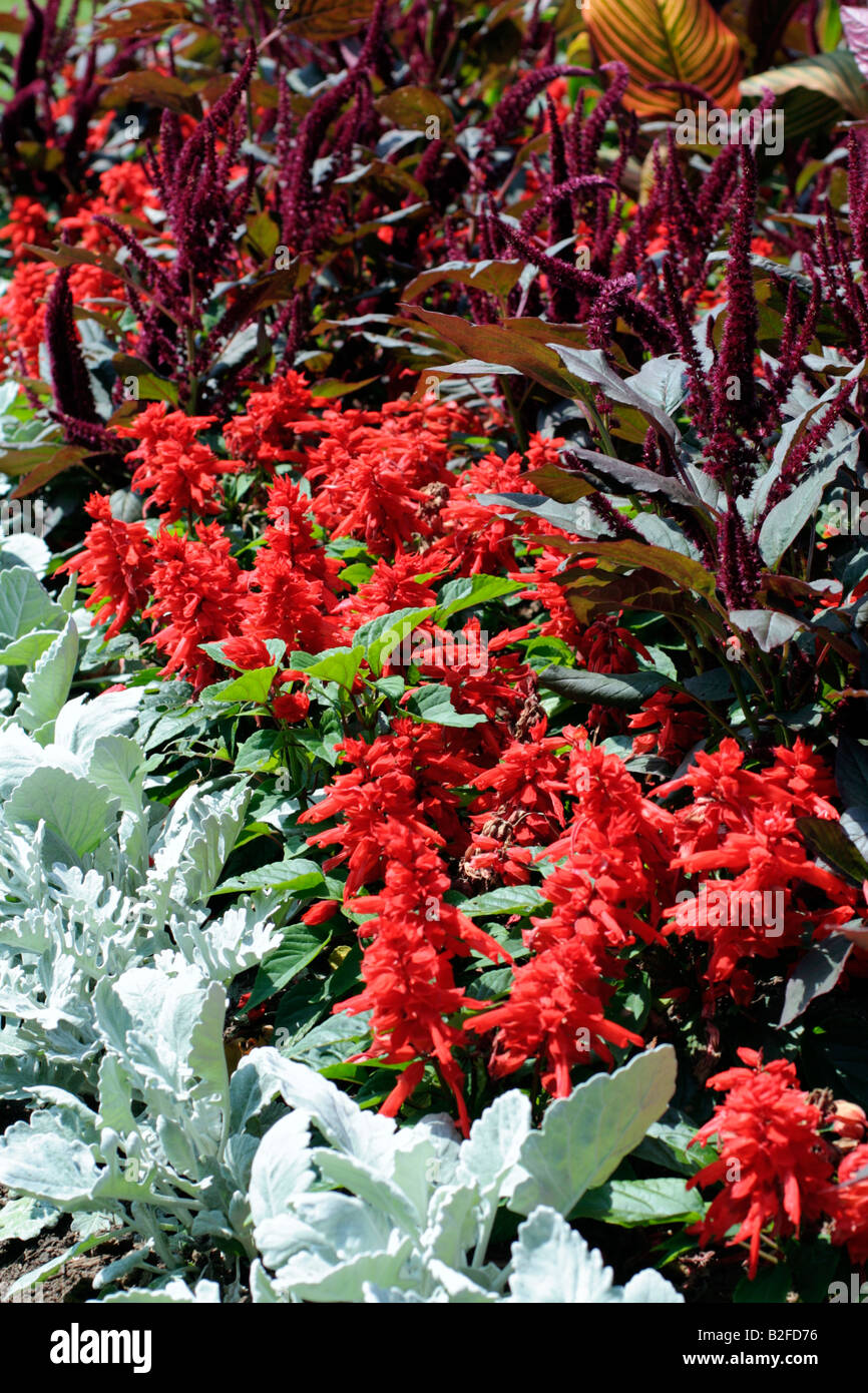 BETTWÄSCHE MIT AMARANTHUS PANICULATA FOXTAIL ASCHENPFLANZE MARITIMA UND SALVIA SPLENDENS PARKS Stockfoto