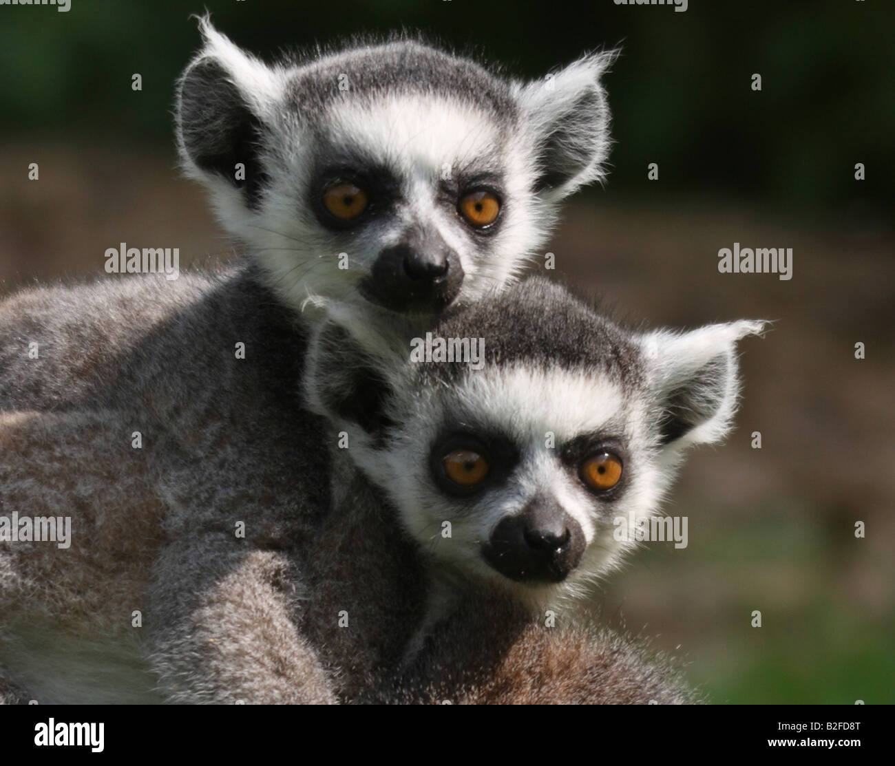 Zwei Baby Ring tailed Lemuren, Lemur catta Stockfoto