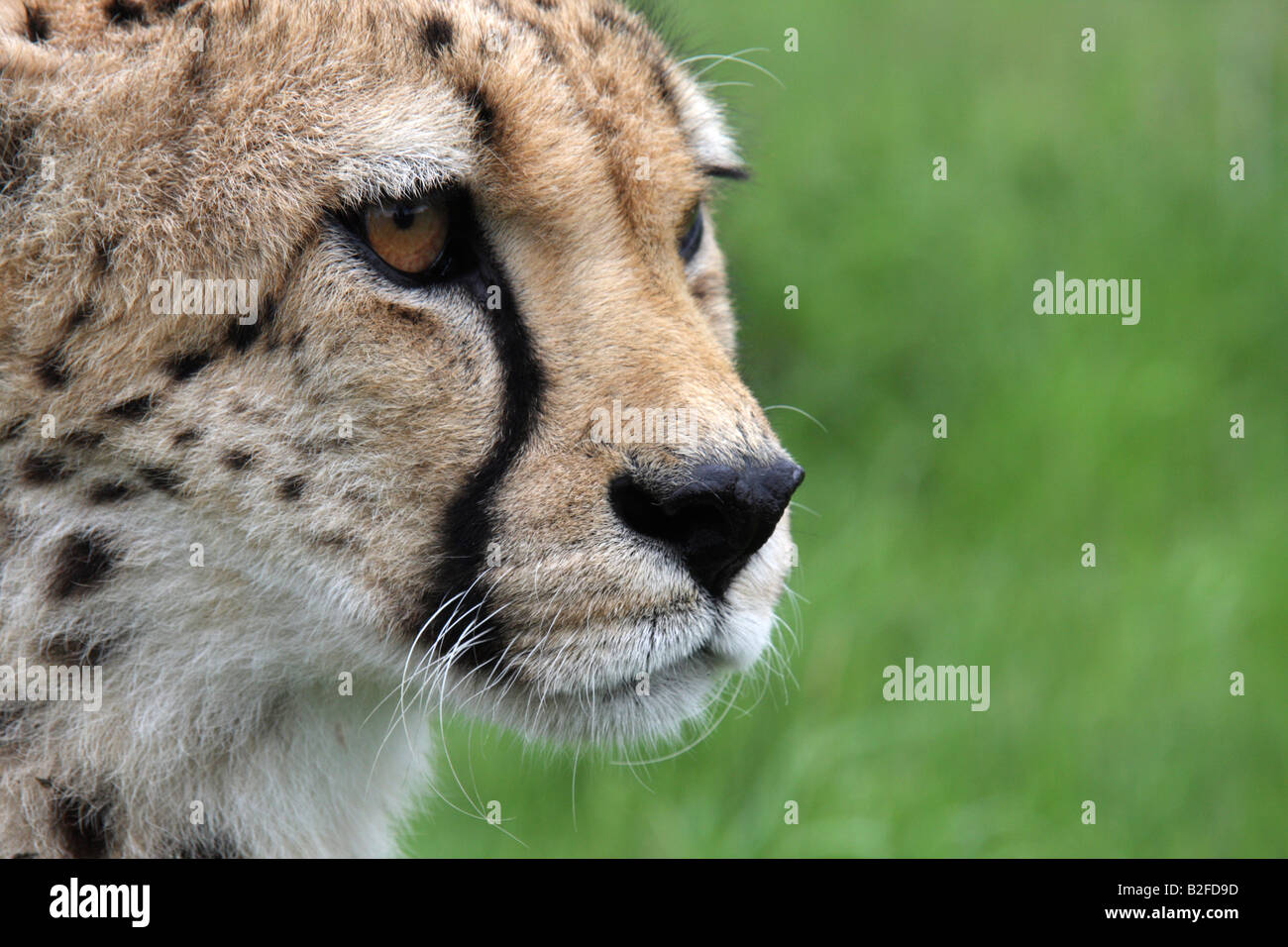 Gepard, Acinonyx Jubatus, Nahaufnahme des Gesichts Stockfoto