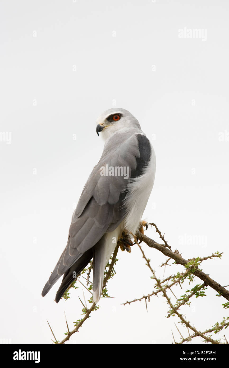 Schwarz geschultert Drachen Elanus Caeruleus Serengeti Tansania Stockfoto