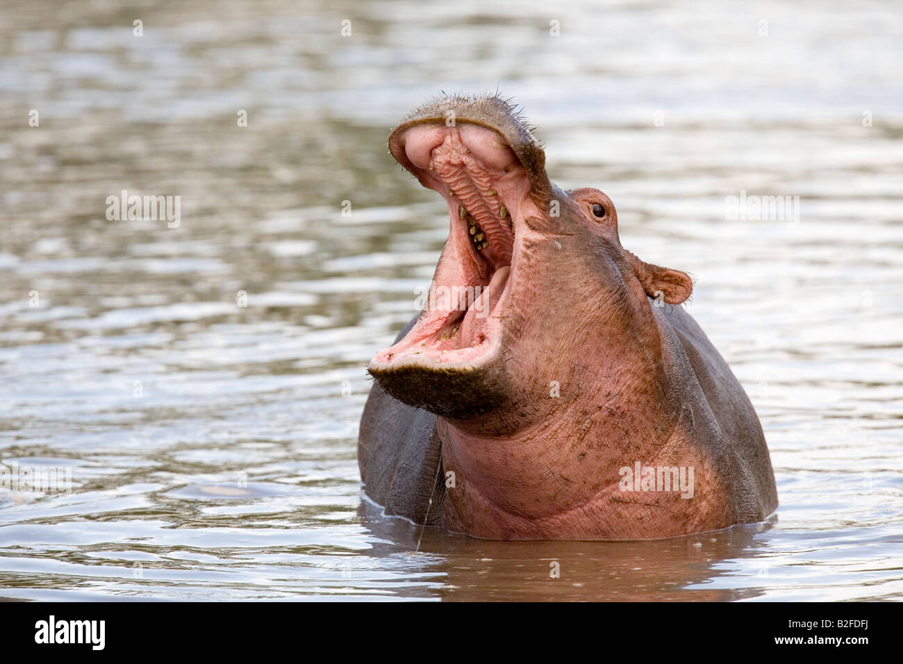 Junge Nilpferd Hippopotamus Amphibius Gähnen Serengeti Tansania Stockfoto