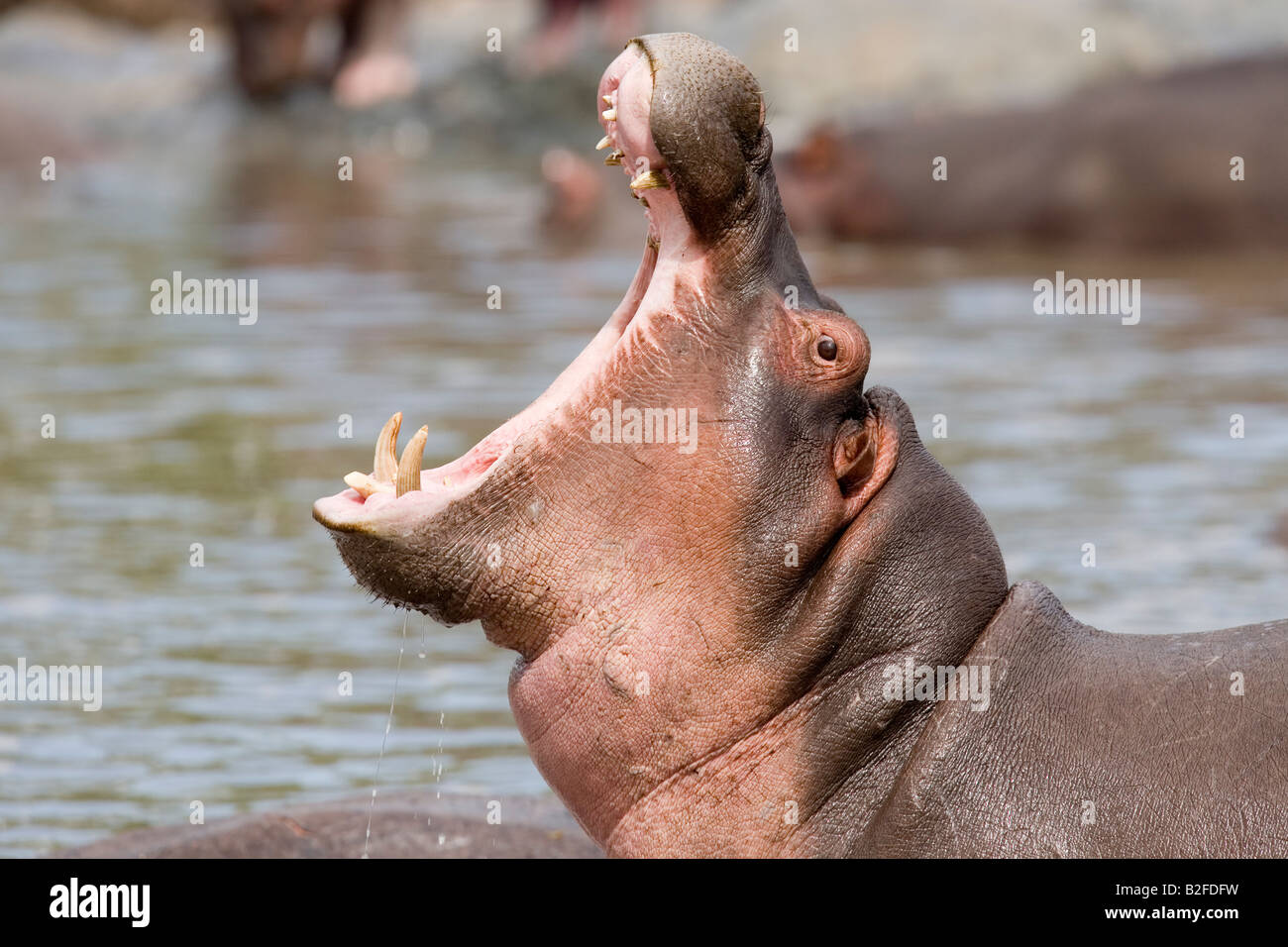 Nilpferd Hippopotamus Amphibius Serengeti Tansania Gähnen Stockfoto