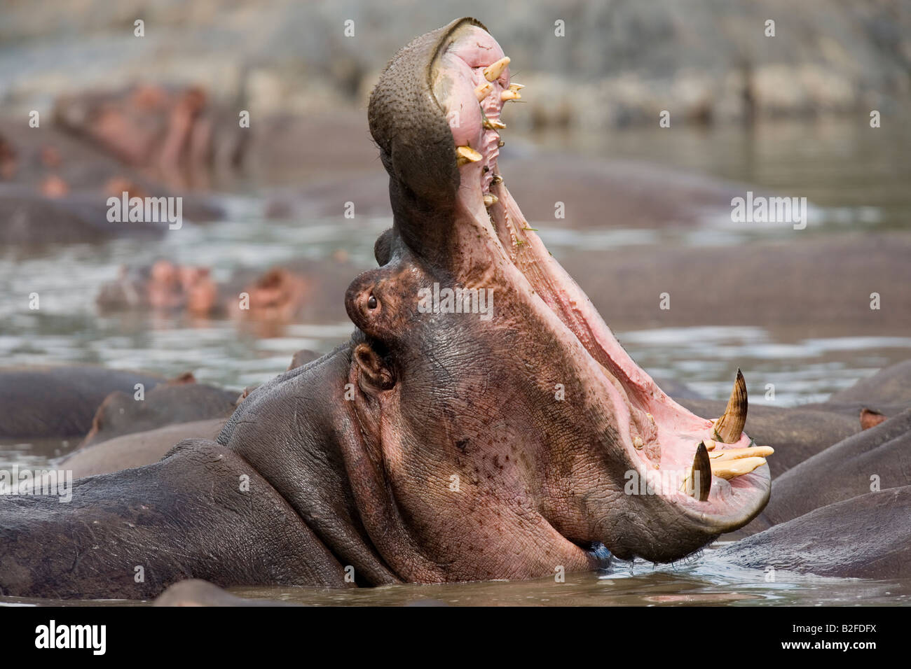 Nilpferd Hippopotamus Amphibius Ratama Pool Seronera Fluss Serengeti Tansania Gähnen Stockfoto