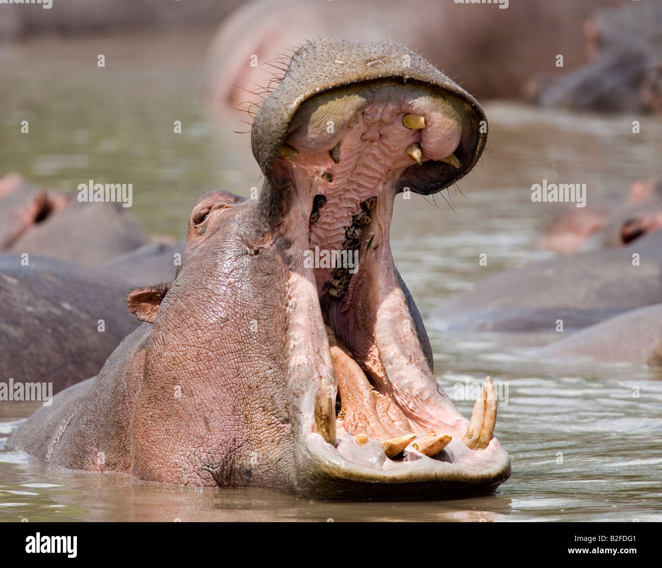 Nilpferd Hippopotamus Amphibius Serengeti Tansania Gähnen Stockfoto