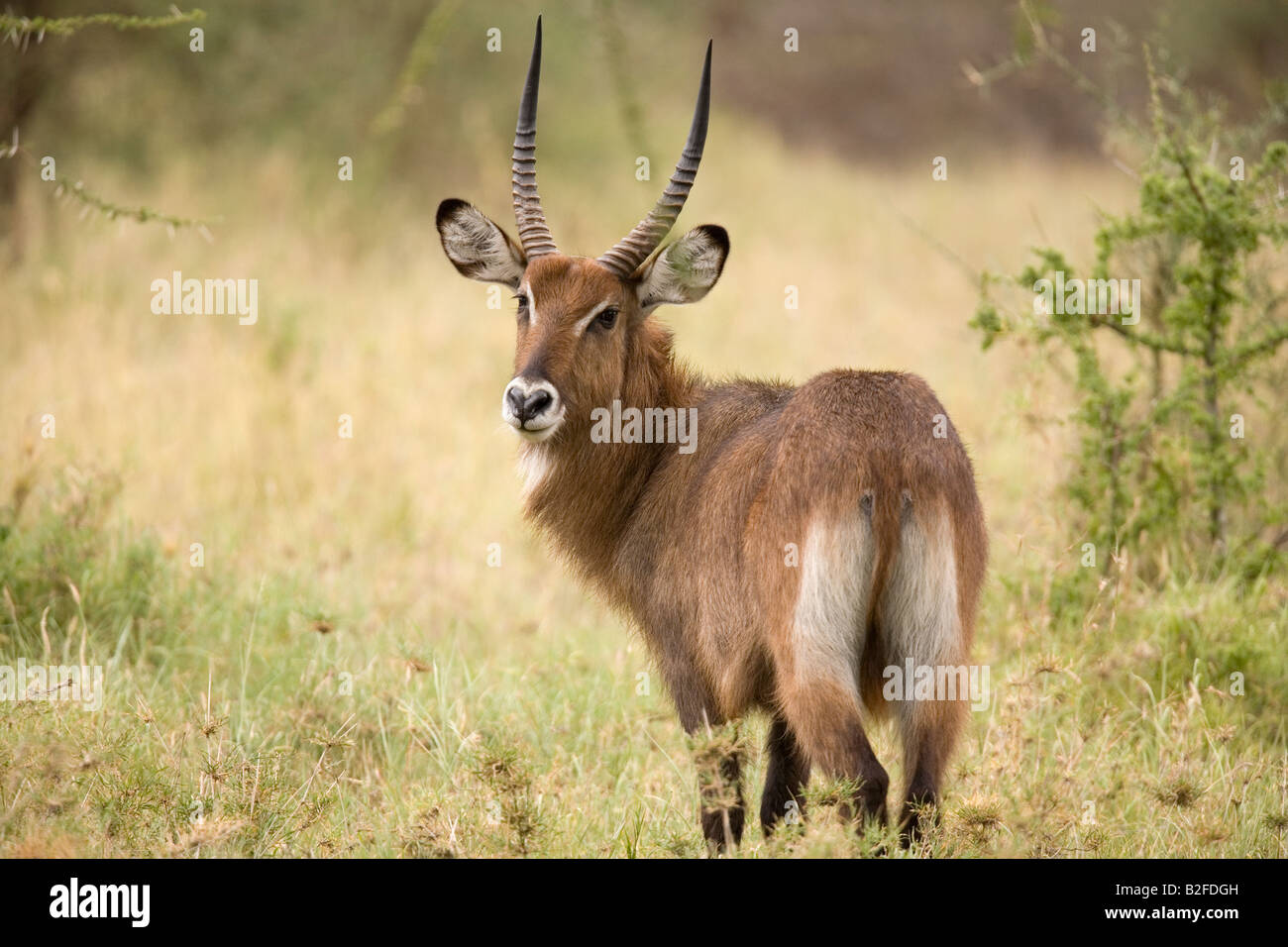 Defassa Wasser buck Kobus Defassa Serengeti Seronera region Stockfoto