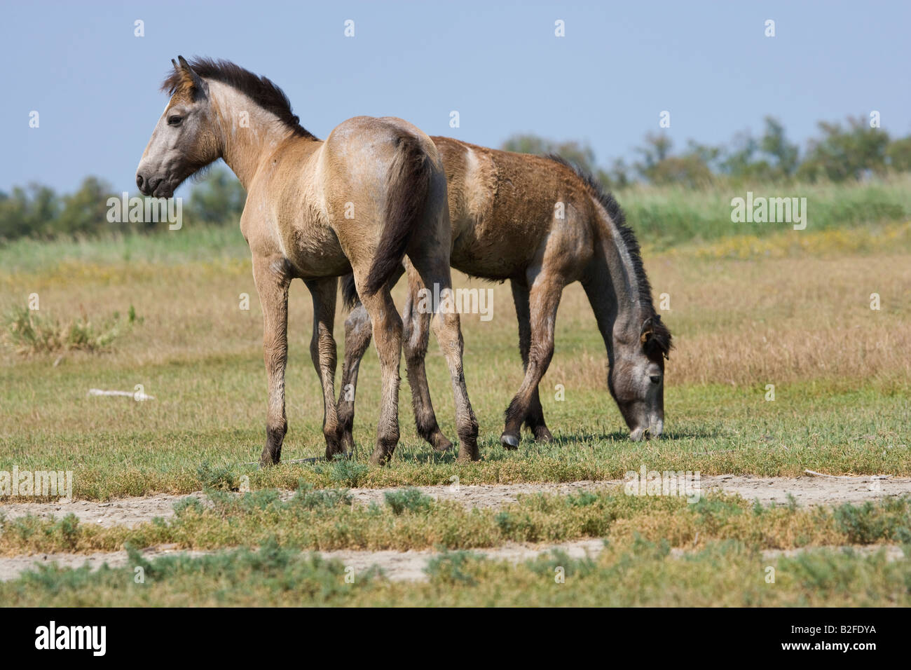 Pferd Camargue Provence Wild Frankreich Französisch kostenlos Stockfoto