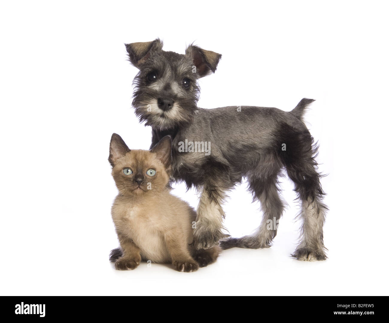 Liebenswerte Zwergschnauzer Welpen mit niedlichen Munchkin Kätzchen isoliert auf weißem Hintergrund Stockfoto Liebenswerte Zwergschnauzer Welpen mit niedlichen Munchkin Kätzchen isoliert auf weißem Hintergrund Stockfoto