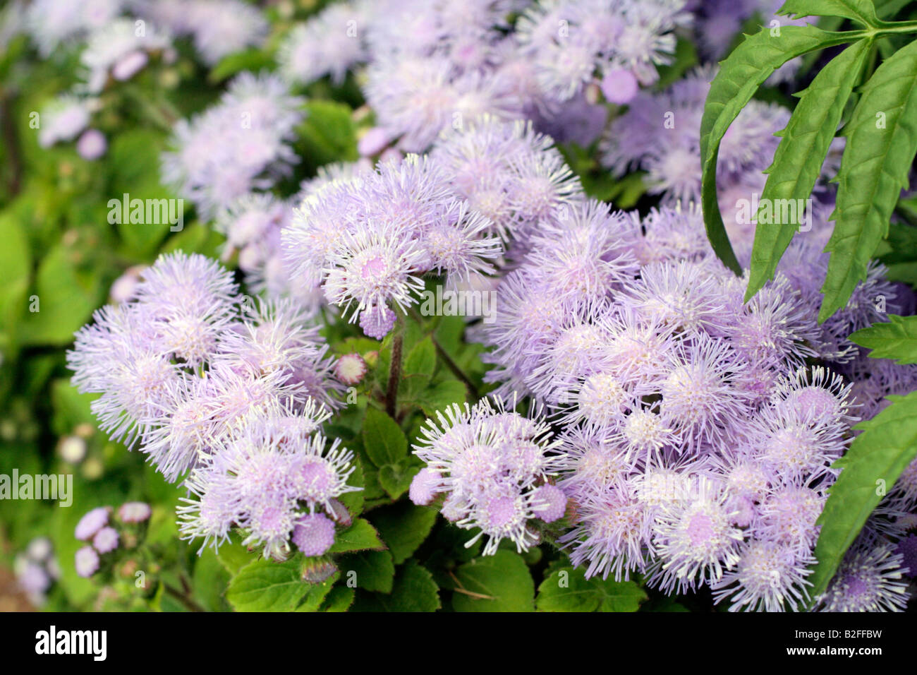 AGERATUM VERWENDET FÜR PARKS BETTWÄSCHE Stockfoto