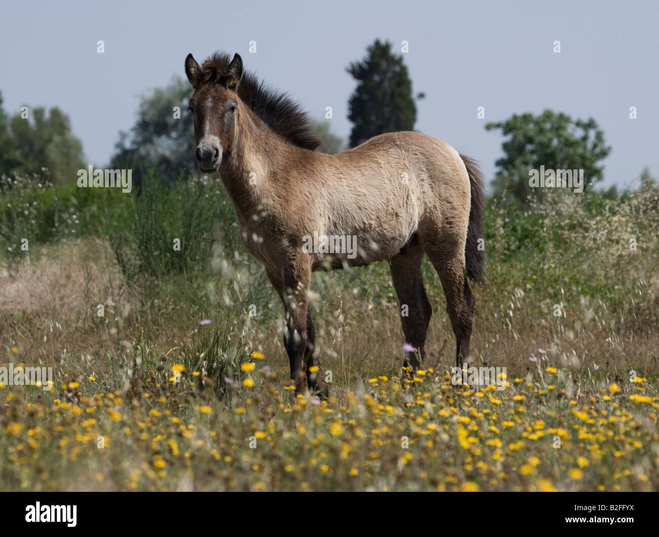 Pferd Camargue Provence Wild Frankreich Französisch kostenlos Stockfoto