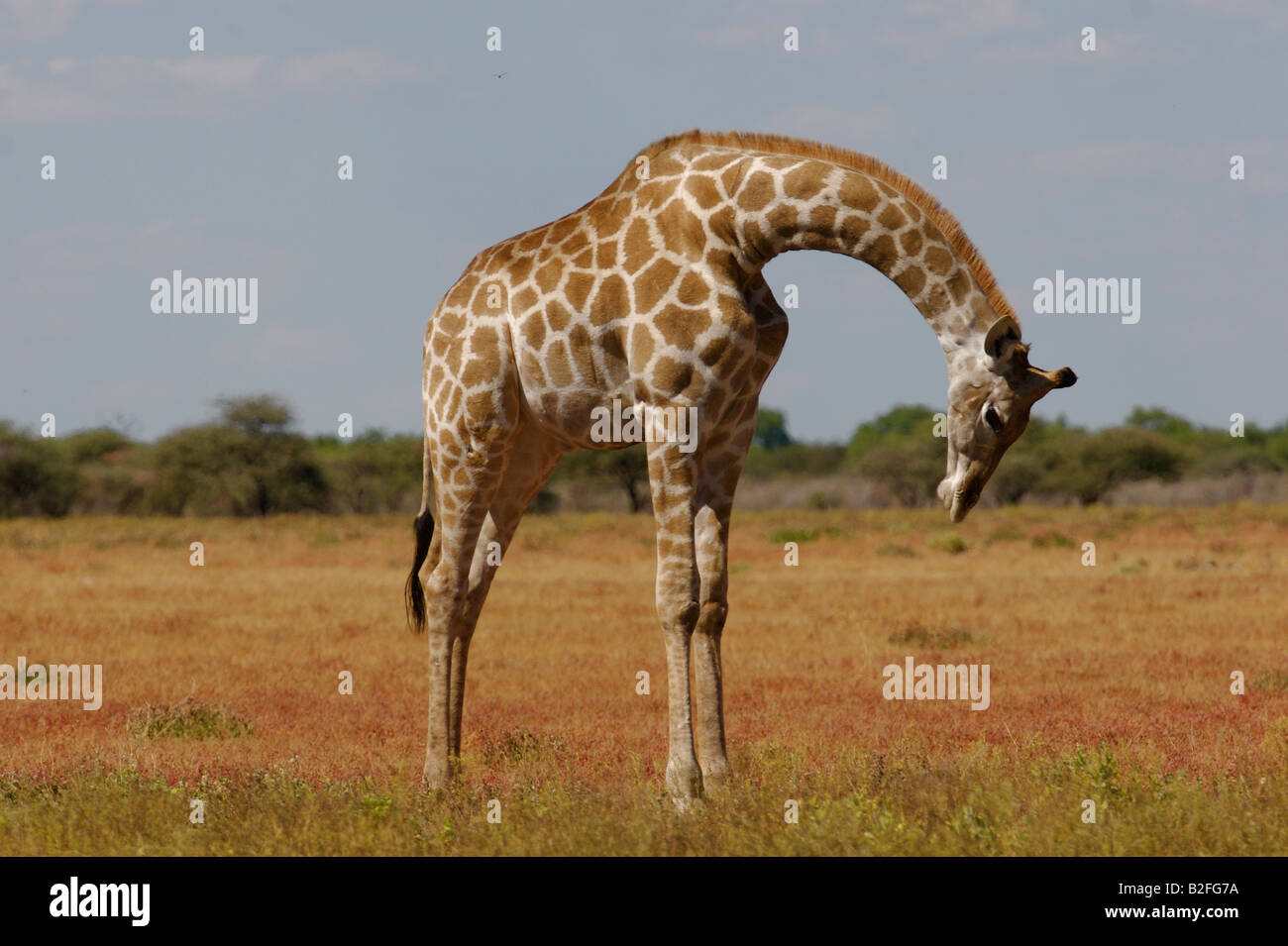 Traurig Giraffe Stockfoto