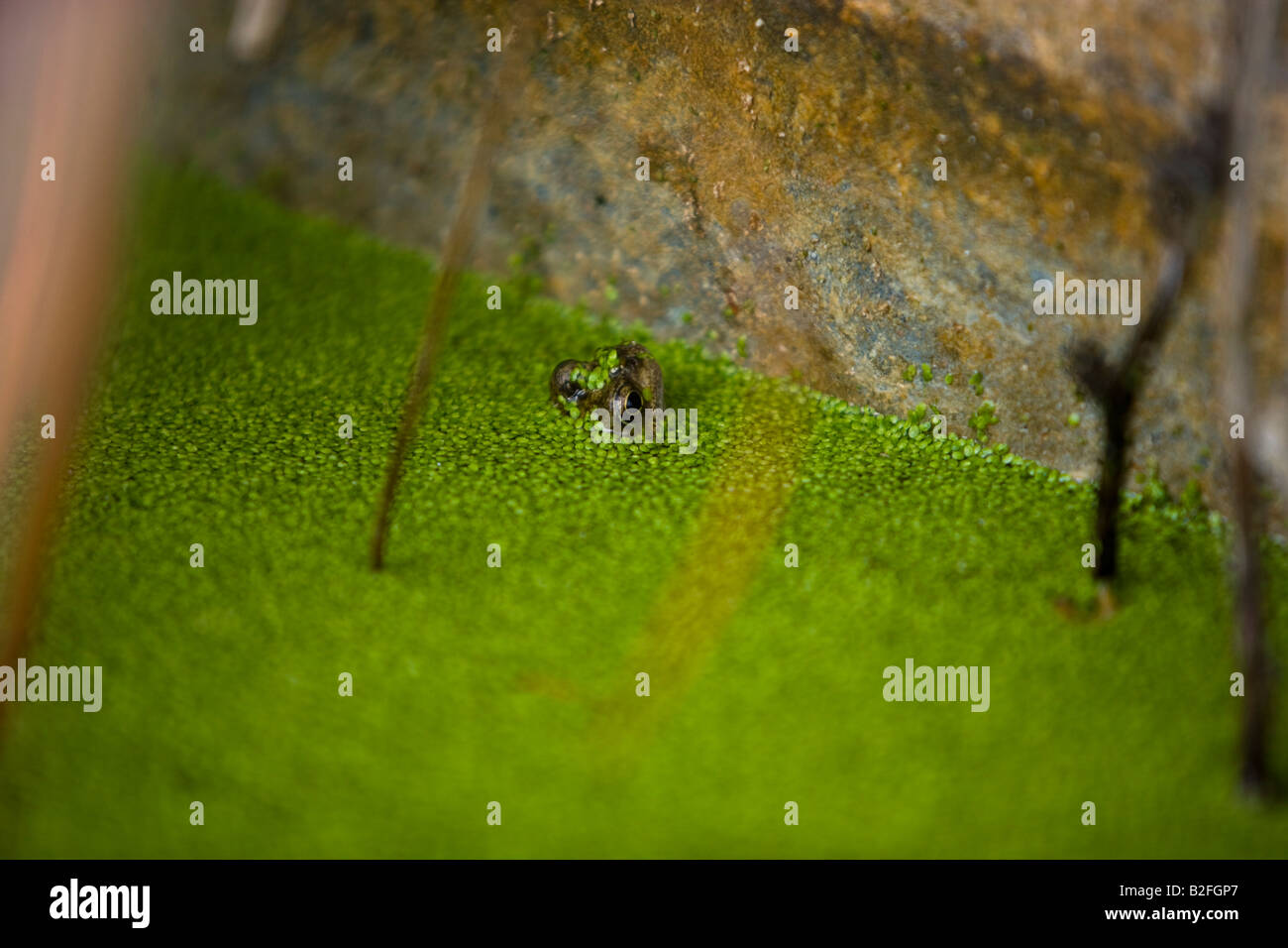 kleiner Frosch in einem Garten Regentonne mit Wasserlinsen Stockfoto