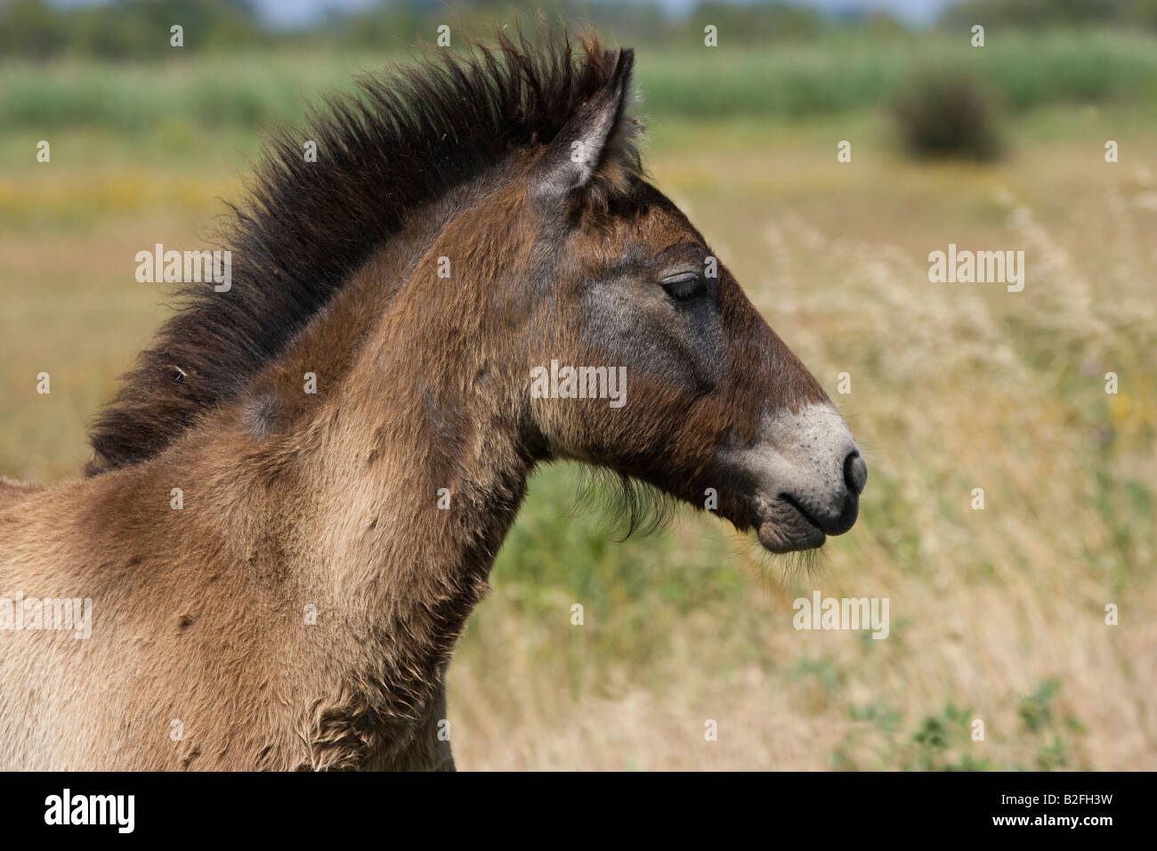 Pferd Camargue Provence Wild Frankreich Französisch kostenlos Stockfoto