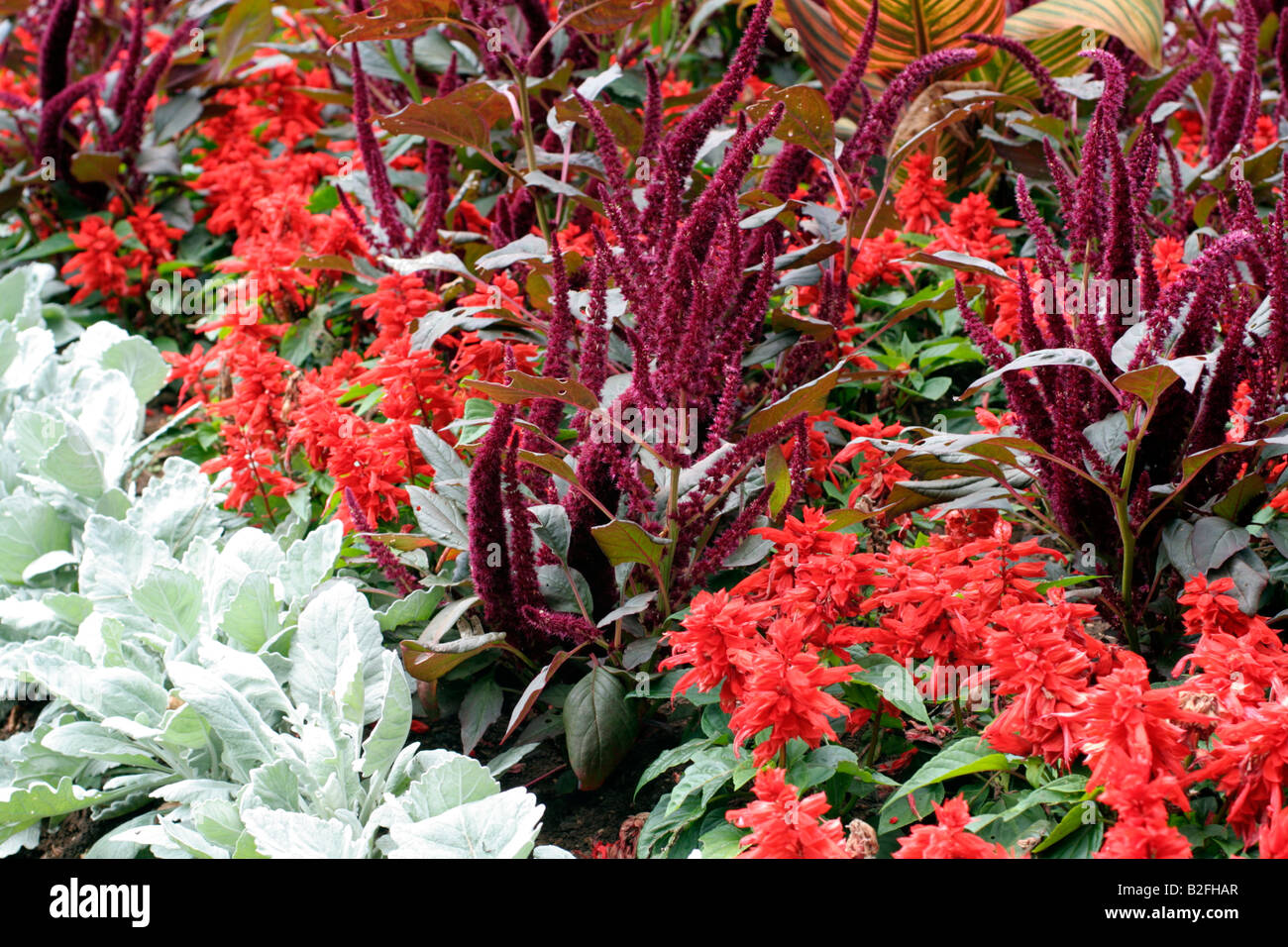 BETTWÄSCHE MIT AMARANTHUS PANICULATA FOXTAIL ASCHENPFLANZE MARITIMA UND SALVIA SPLENDENS PARKS Stockfoto