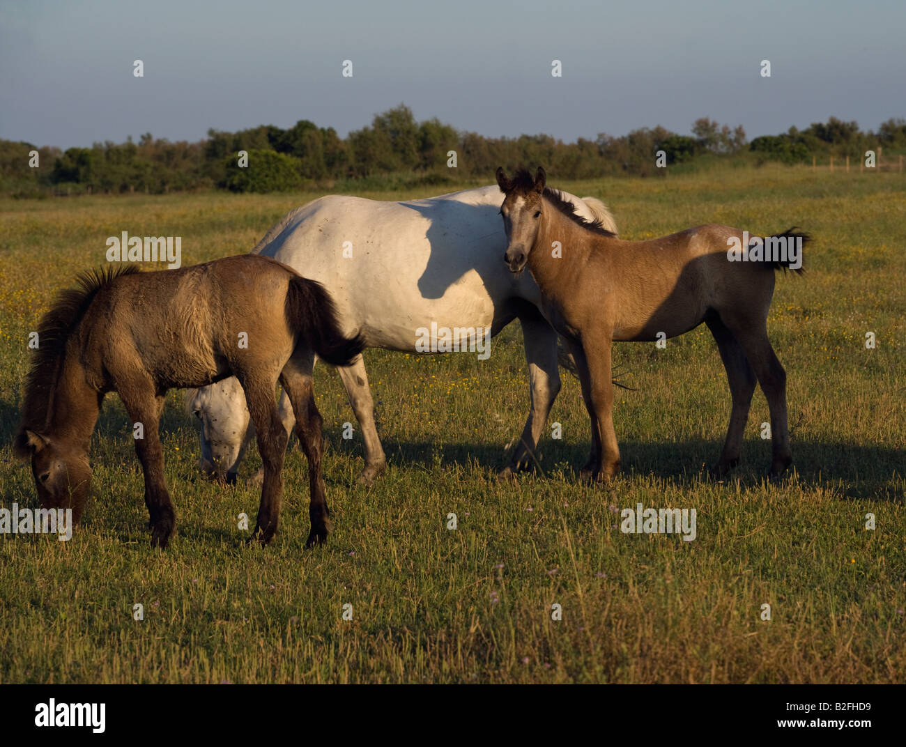 Pferd Camargue Provence Wild Frankreich Französisch kostenlos Stockfoto