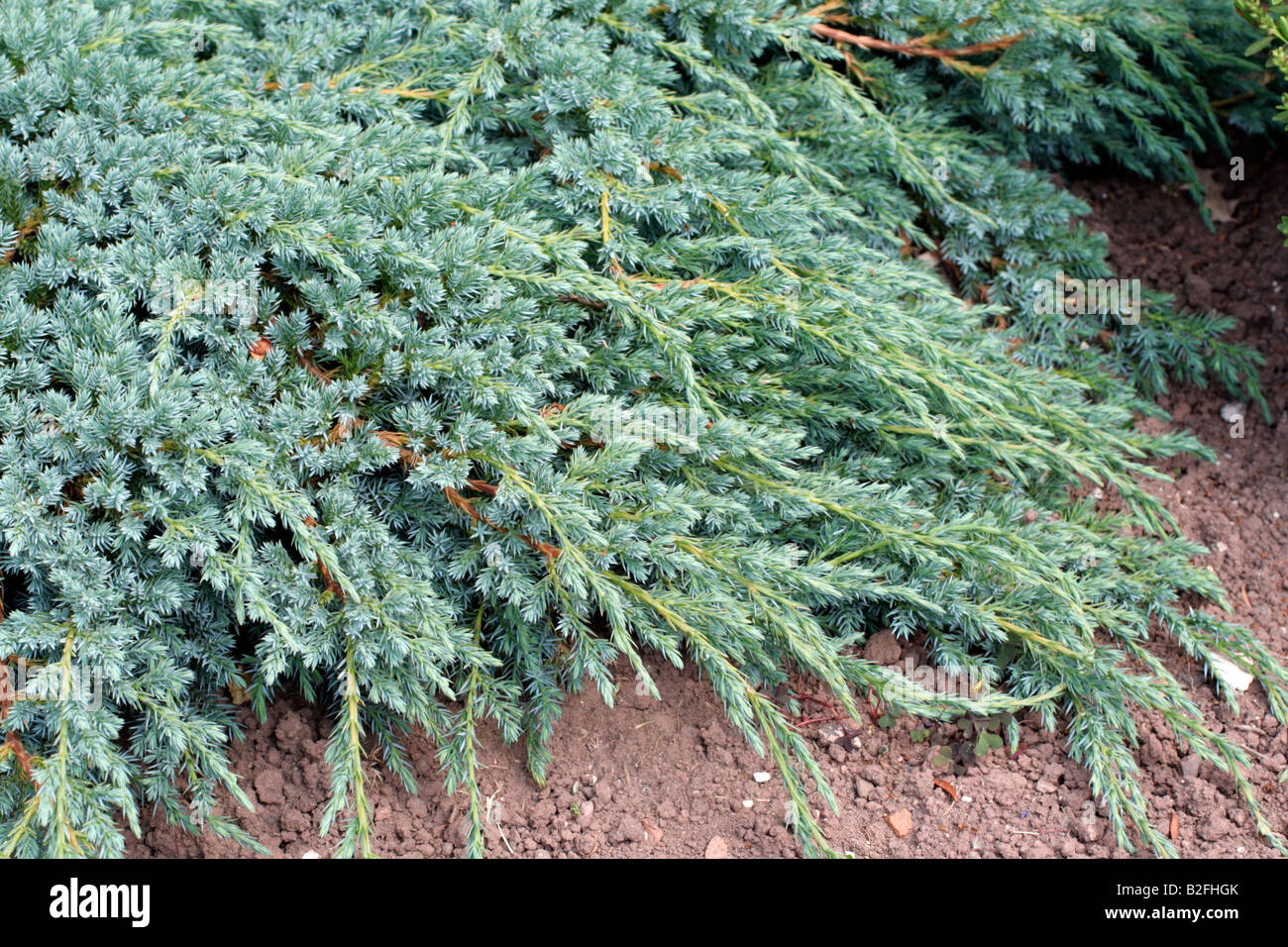 JUNIPERUS SQUAMATA BLUE CARPET AGM Stockfoto