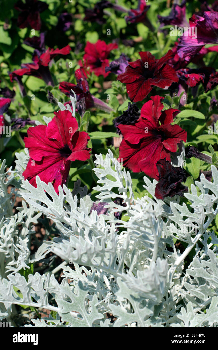 BETTWÄSCHE MIT SILBER ASCHENPFLANZE MARITIMA UND VIOLETTE PETUNIEN PARKS Stockfoto