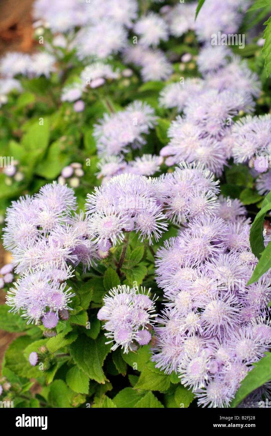 AGERATUM VERWENDET FÜR PARKS BETTWÄSCHE Stockfoto