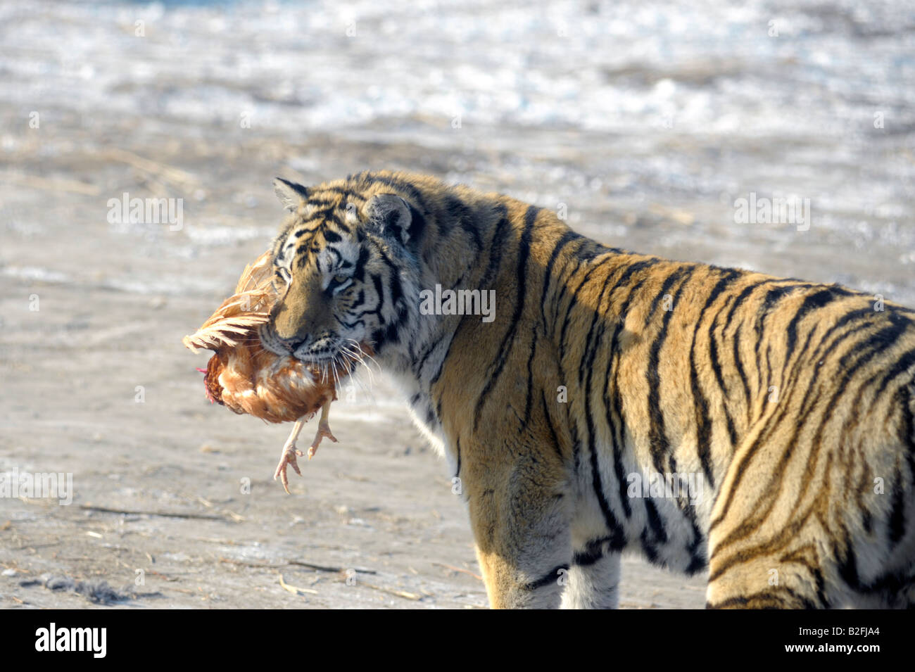 Sibirischer Tiger mit live Huhn Siberian Tiger Park, Harbin, Heilongjiang Provinz, China Stockfoto