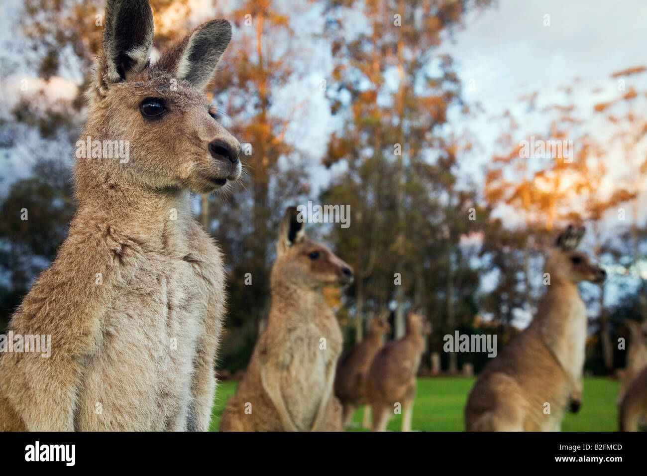 Graue Kängurus (Macropus Giganteus) - Brisbane, Queensland, Australien Stockfoto